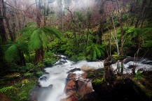 Cora Lynn Stream