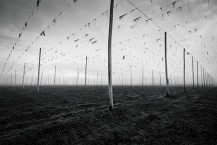 Hopfields