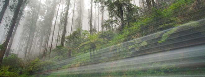 Fog in the Yarra Valley