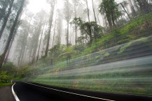 Yarra Valley Fog