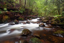 Beautiful Stream