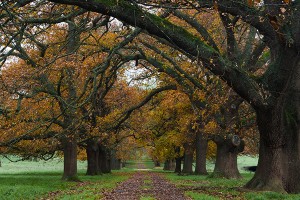 Pretty road side scenes on the drive back to Melbourne were endless