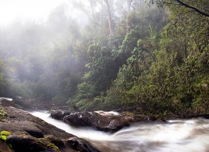 Snob Creek shrouded in a sea of fog