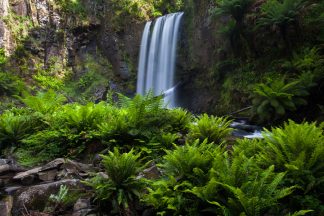 Ferns at Hopetoun Falls