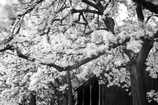 Governors Hut, Tasmania
