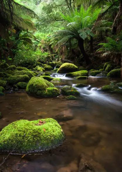St Columba Stream