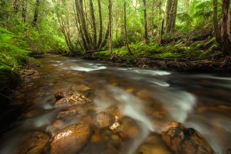 Queenstown Stream