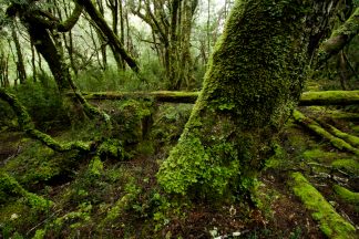 Lake St Clare National Park Moss