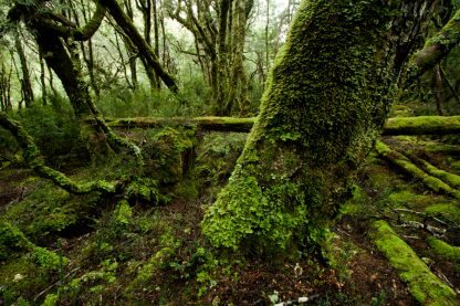 Lake St Clare National Park Moss