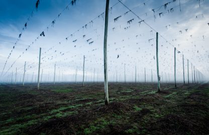 Hops in the derwent valley