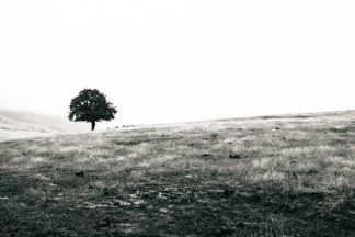 Lone