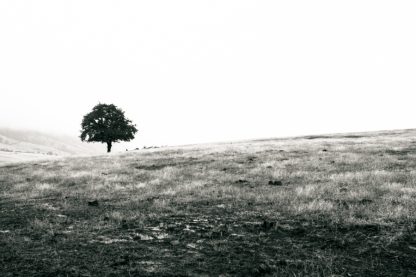 Lone