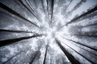 Looking Up