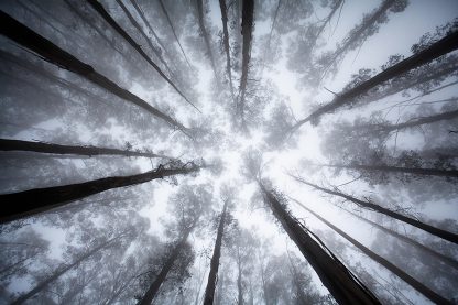Looking Up