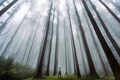 Amongst Giants