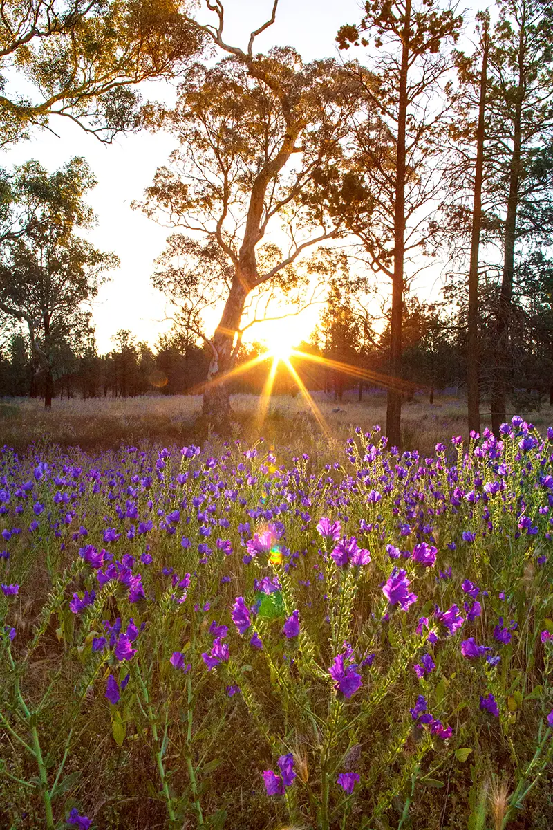 Afternoon light over a pocket of stunning purple flowers (solanum quadriloculatum)
