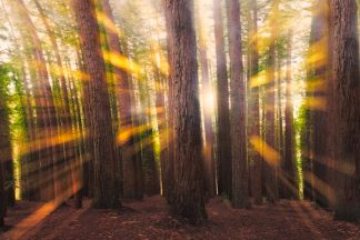 redwood forest warburton