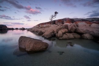 Bay of Fires Tree