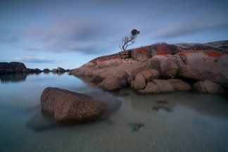 Bay of Fires Tree Long Exposure