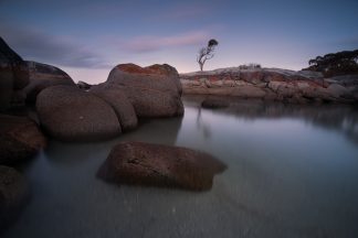 Binalong Bay Tree