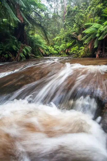 Noojee Stream