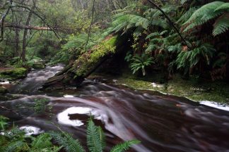 Tasmanian Stream