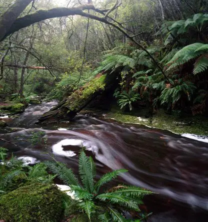 Tasmanian Stream