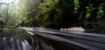 Tasmanian stream